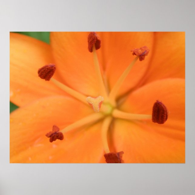 Orange Lily Floral Print Poster (Vorne)