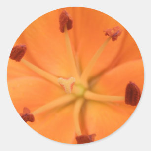 Orange Lily Floral Stickers