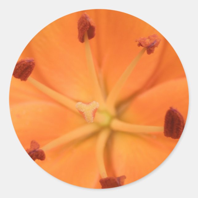 Orange Lily Floral Stickers (Vorderseite)