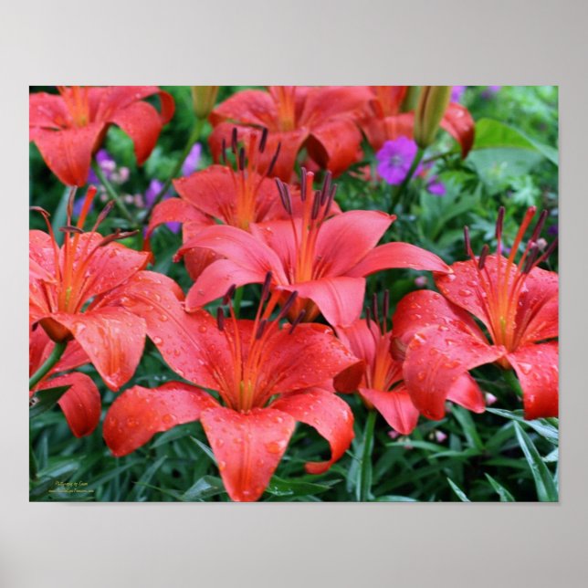 Orange Lily Flower Garden Poster (Vorne)