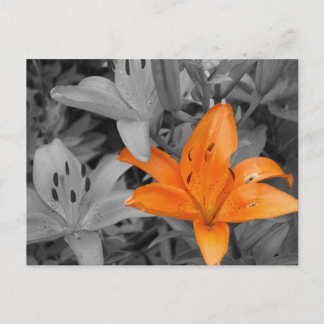 Orange Lily handfarben Postkarte (Vorderseite)
