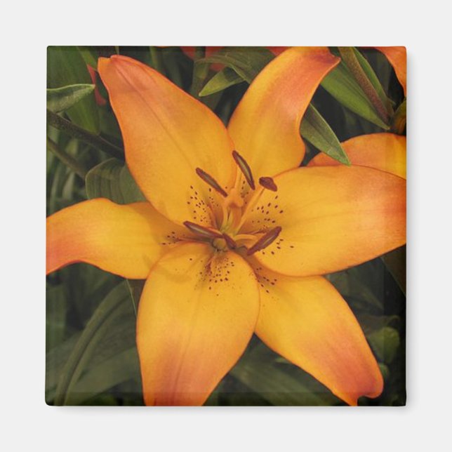 Orange Lily Magnet (Vorne)