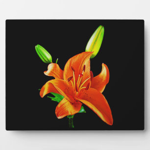 Orange Lily on Black Fotoplatte