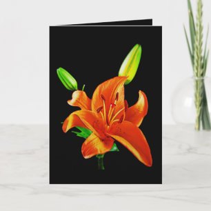 Orange Lily on Black Karte