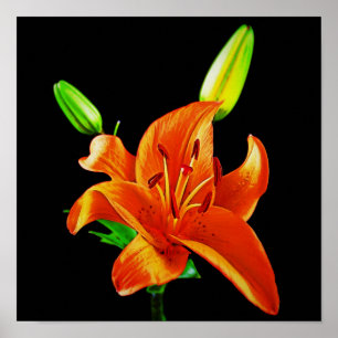 Orange Lily on Black Poster