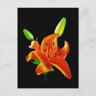 Orange Lily on Black Postkarte