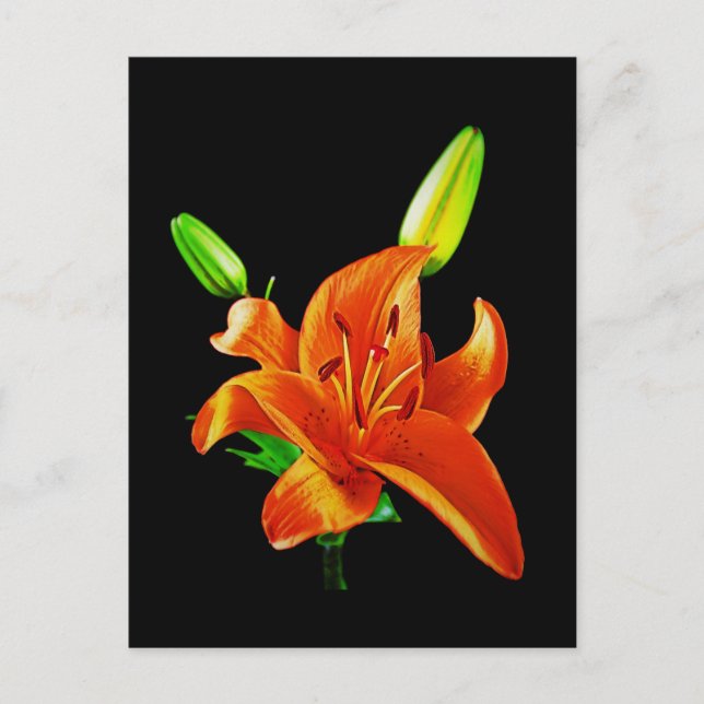 Orange Lily on Black Postkarte (Vorderseite)