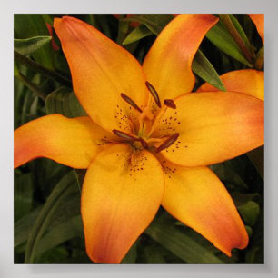 Orange Lily Poster