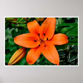 Orange Lily Poster