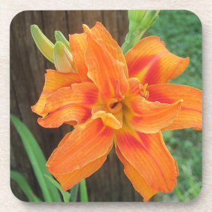 Orange Lily Untersetzer