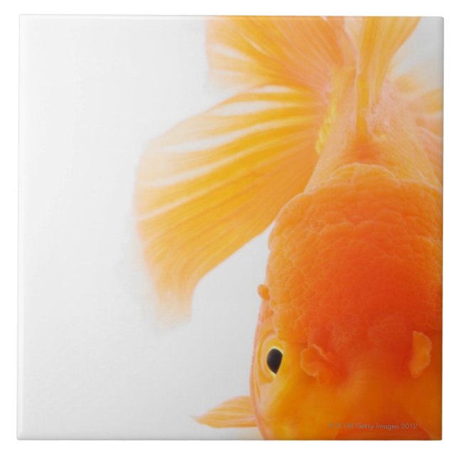 Orange lionhead Goldfisch (Carassius auratus) Fliese (Vorderseite)