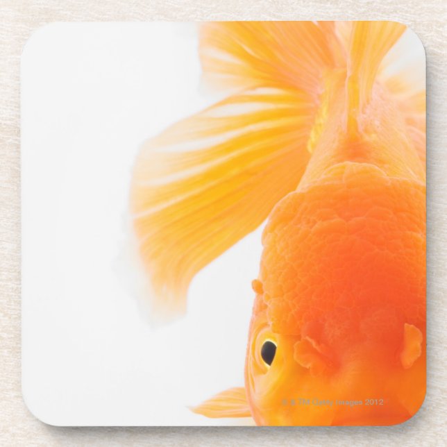 Orange lionhead Goldfisch (Carassius auratus) Untersetzer (Vorderseite)