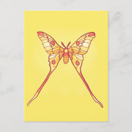 Orange Luna Moth Art - Farbiges Insekt Postkarte