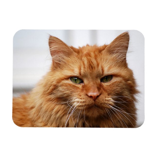 Orange Maine Coon Cat Flexible Foto Magnet (Horizontal)