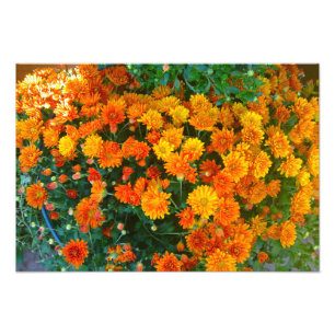 Orange Margarita Daisy Blume Foto Print