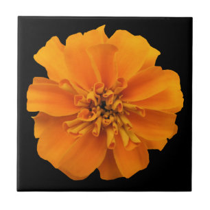 Orange Marigold Blume auf Schwarz Fliese