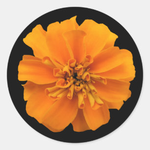 Orange Marigold Blume auf Schwarz Runder Aufkleber