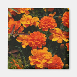 Orange Marigold Blume Magnet