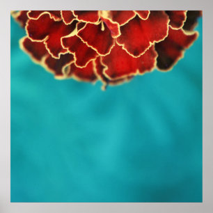 Orange Marigold Blume Petal Macro Abstrakt Poster