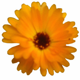 Orange Marigold Fotoskulptur