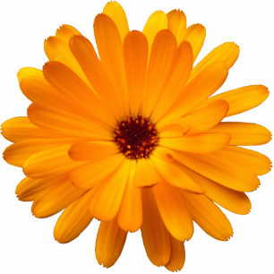 Orange Marigold Fotoskulptur Magnet
