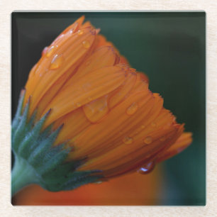 Orange Marigold Glasuntersetzer