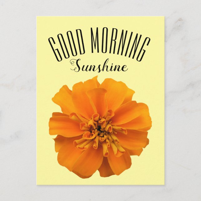 Orange Marigold Good Morning Sunshine Postkarte (Vorderseite)