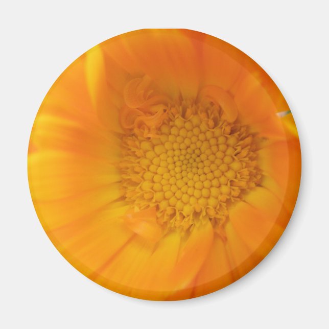 Orange Marigold Macro Magnet (Vorne)