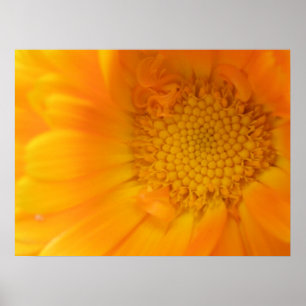 Orange Marigold Macro Print Poster
