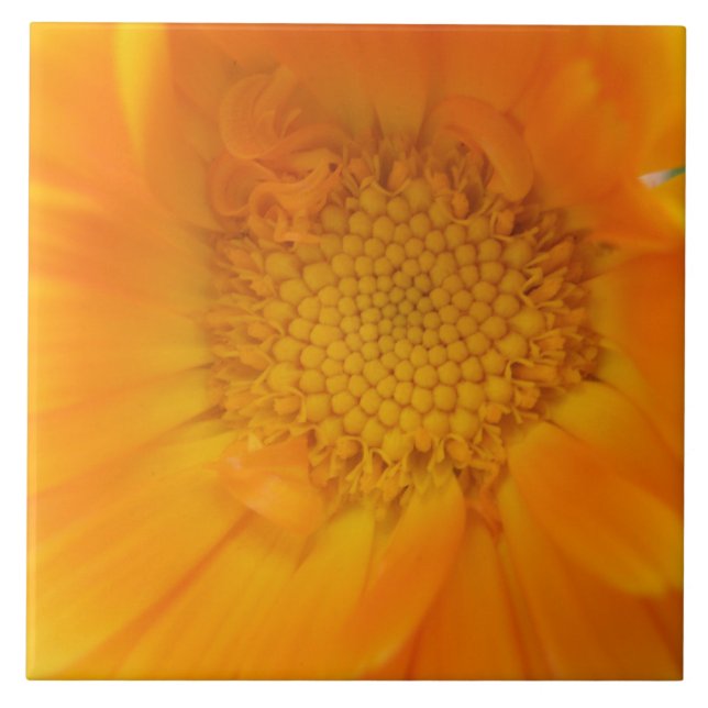 Orange Marigold Macro Tile Fliese (Vorderseite)
