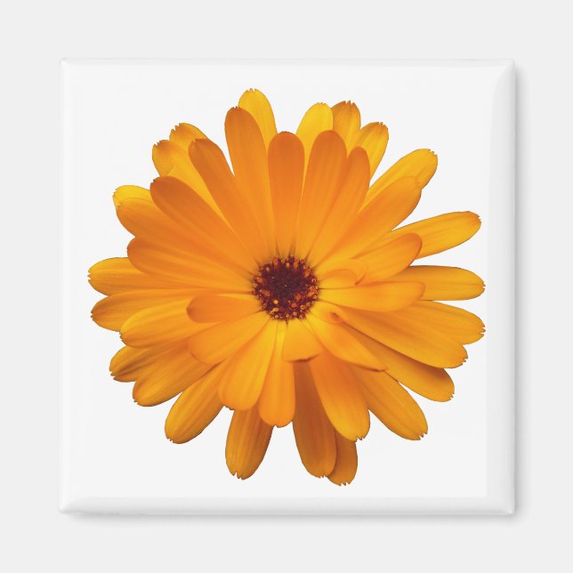 Orange Marigold Magnet (Vorne)