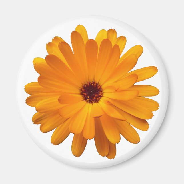 Orange Marigold Magnet (Vorne)