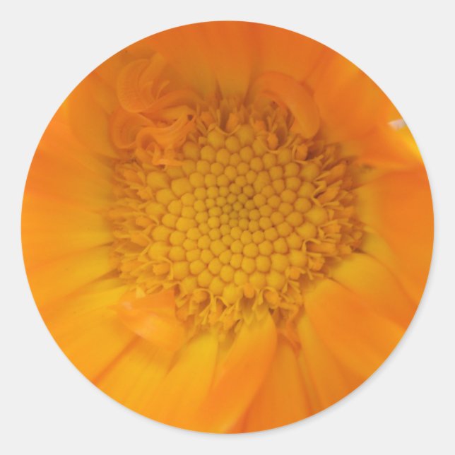 Orange Marigold Makro Stickers (Vorderseite)
