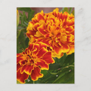 Orange Marigolds Garden Foto Postkarte