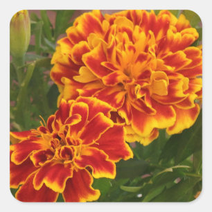 Orange Marigolds Striking Garden Foto Quadratischer Aufkleber