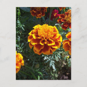 Orange Marigolds Vertikal Postkarte
