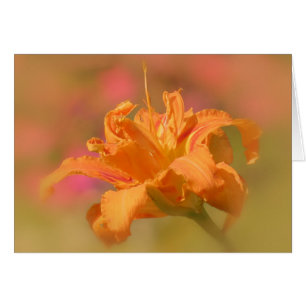 Orange Marmalade - Taglilie
