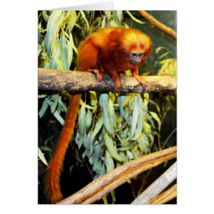 Orange_Marmoset,_Greeting_Card.