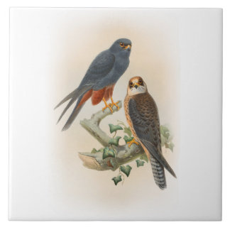 Orange-mit Beinen versehene Hobby-Falke Gould Fliese