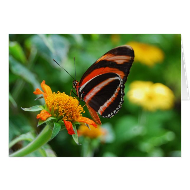 Orange mit einem Band versehener Schmetterling (Vorderseite (Horizontal))