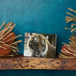 Orange mit schwarzen Streifen Bengalisches TigerFo Fotoplatte