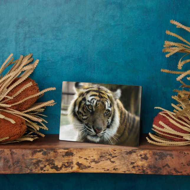 Orange mit schwarzen Streifen Bengalisches TigerFo Fotoplatte (Seite)