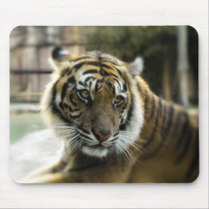 Orange mit schwarzen Streifen Bengalisches TigerFo Mousepad