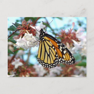 Orange Monarch Butterfly Postkarte