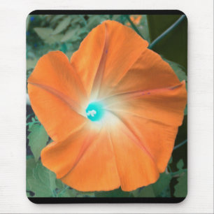 Orange Morning Glory Mousepad
