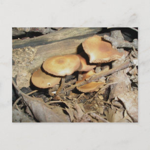 Orange Mushroom Group Postkarte