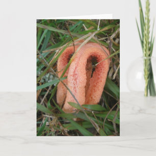 Orange Mushroom OBX Notecard Feiertagskarte