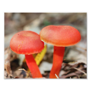 Orange Mushroom Pair Nature Print Fotodruck