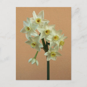 Orange Narcissus Postkarte