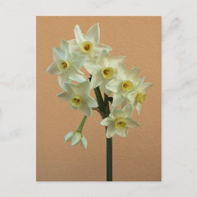 Orange Narcissus Postkarte (Vorderseite)